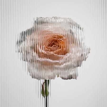 a   rose,  white background,  curved glass,  textured glass, fluted glass <lora:SDXL_Textured_glass_Test_Sa_May:1>