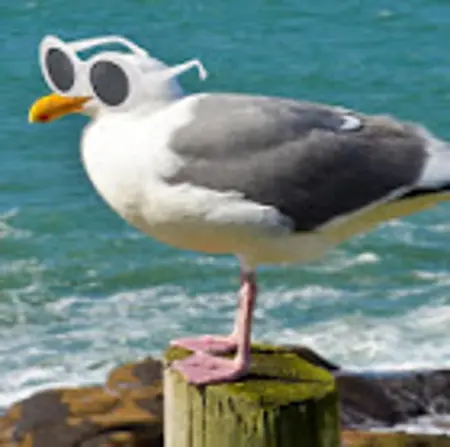 Yippie123's Avatar