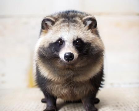 <lora:Raccoon_Dog:0.8>, (raccoon_dog:1.2),white background