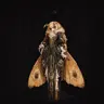 viaminorus's Avatar