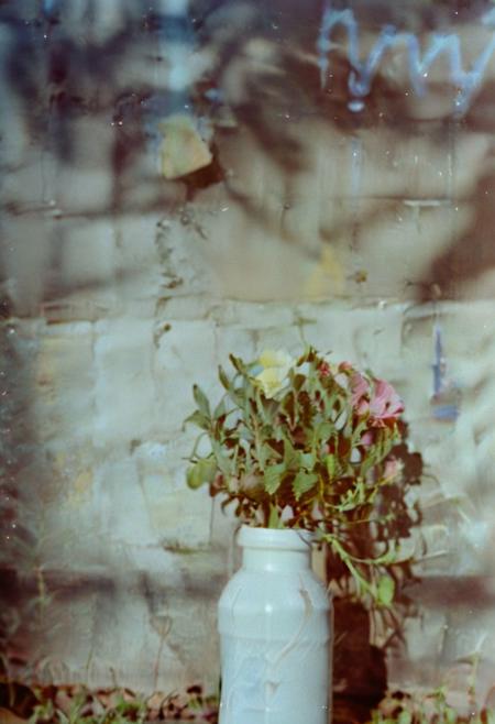 c41_hasselblad_portra400, instagram photo,a bottle with a flower, hard shadows, film grain