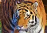 DrunkTiger's Avatar
