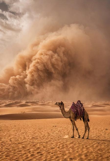 scenic view of a sand storm in the Sahara desert, a camel in the middle of it. (Use Dream Diffusion Secret Prompt). vibrant, award-winning, professional, highly detailed