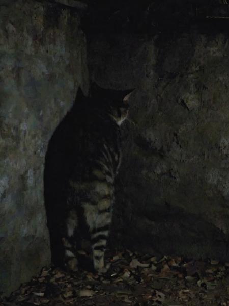 bwp-corner, bwp-style, nighttime, backside of a cat standing in a corner (facing a wall:1.2) , dark forest, cropped, movie, (animal focus:1.1), eerie,  <lora:- SDXL - bwp-style_blair_witch_project1999_V1.0-step00000500:.7>   <lora:- SDXL - n-eeyblch_eye_bleach_V1.0-.5>