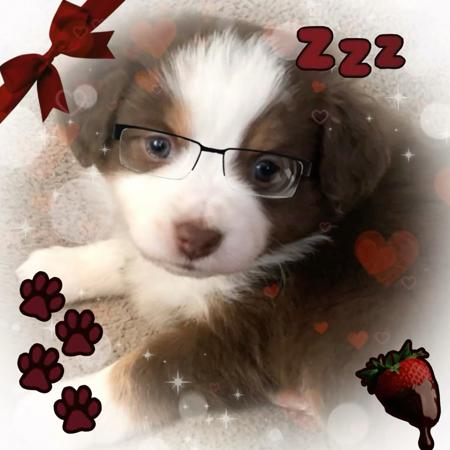 silly_pupzilla's Avatar
