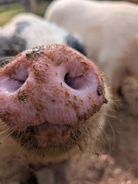 piggywaddles2022268's Avatar