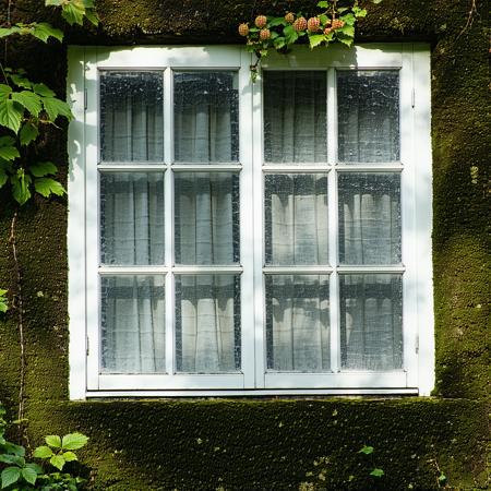Windows, outside swaying shadows of branches on moss, raspberry bushes.