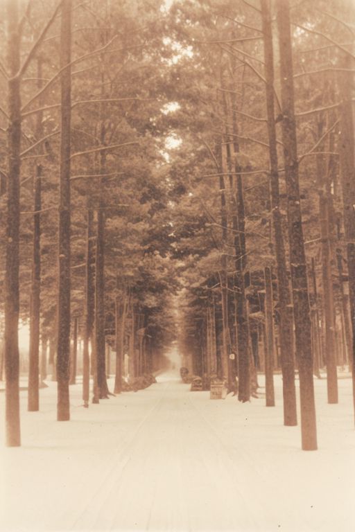 lith_mimosa_kiel_grw134, a foggy forrest, lord of the ring style