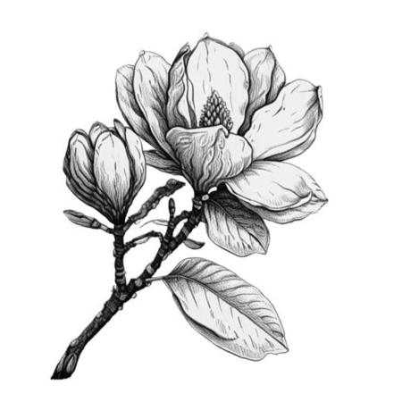 Southern Magnolia V1