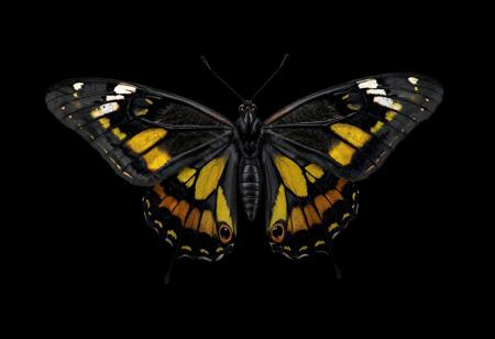 "Describe the image of a Queen Butterfly Danaus in detail, focusing on its coloration, body segmentation, and the artistic quality of the rendering. Highlight the contrast between its black body, yellow/brown spots, and white thorax markings. Note the dark gray background and the insect's central, unobstructed position. Incorporate technical terms like 4K resolution, Octane Render, and Unreal Engine 5, as well as artistic styles (Raphael, Houdini). Ensure the description reflects the butterfly's lifelike details, dynamic pose, and the image's alignment with CGSociety and Artstation trends. Structure the response as a paragraph with bullet points for clarity, keeping it concise."