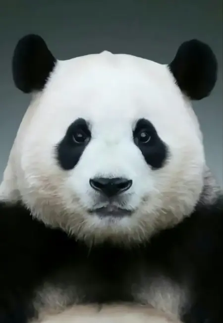 Yingjun_De_Nanren's Avatar