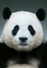 Yingjun_De_Nanren