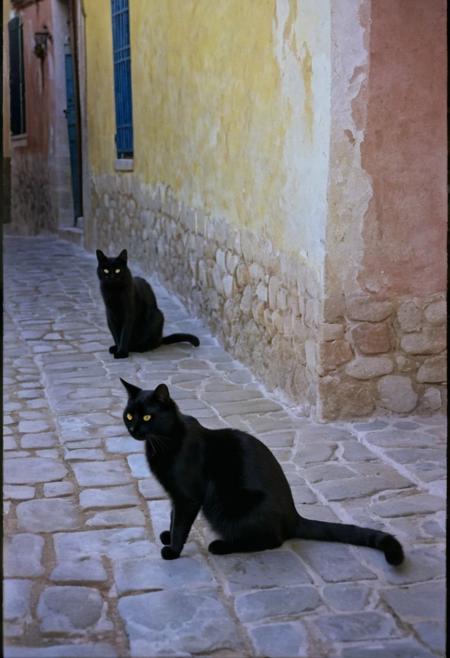 soaked_kaffee, 2 black cats having fun on a very old street, somehwere in spain, hard shadows, film grain