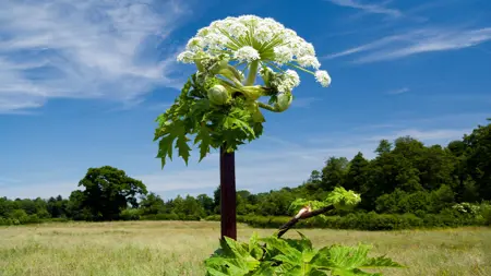 Hogweedsunoriginalname's Avatar
