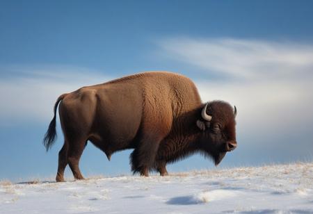 very realistic photograph of plains bison in a snowy field, blue sky background with cirrus cloud and slightly hidden sun