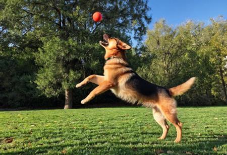 A young german shepherd puppy jumping up to catch a red ball above his head, photo, action shot, side view, cute, happy, playful, park, sunny day, trees, (teeth:0.9)