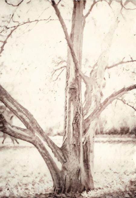 lith_argenta_pressPH1, instagram photo,a very old and strong tree,  hard shadows, film grain