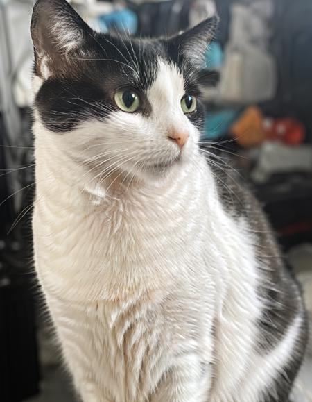 Tuxedo Cat SDXL v1.0