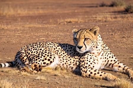 EdobCheetah cheetah laying cheetah standing cheetah walking cheetah running