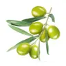 OliveGames's Avatar