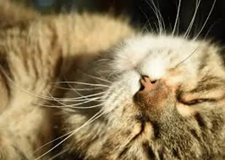 Sleeps_In_Sunbeams's Avatar