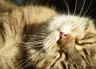 Sleeps_In_Sunbeams's Avatar