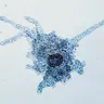 amoebaai's Avatar