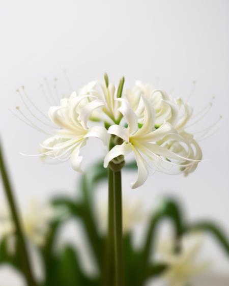 WSPL spiderlily blue_flower white_flower  lily