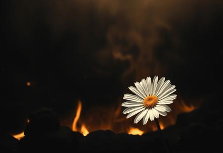 Monochromatic art inspired by John Batho and John Mckinstry, Detailed, naturalistic, realistic wildlife art, a vibrant daisy blooms amidst a fiery pit of burning brimstone, darkened landscape, warm glow on its delicate white center, abstract composition, poetic atmosphere, interplay of light, form, and texture, exercising minimalist geometry, French photographic style, exercising simplicity.