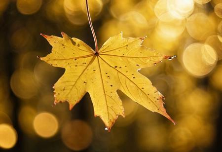 highres, A yellow maple leaf is falling, the background is bokeh, you can see a lot of light spots, fall