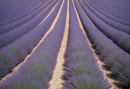 close-up A lavender field under a blue sky in Provence, with rows of purple flowers stretching to the horizon, aerial perspective, showing the vastness of the landscape, in the style of nature photography