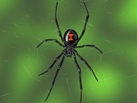 the-poisonous-black-widow-spider.jpg