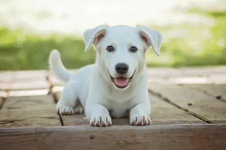 What a puppy looks like when it grows up