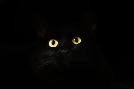 strange_stud_ios's Avatar