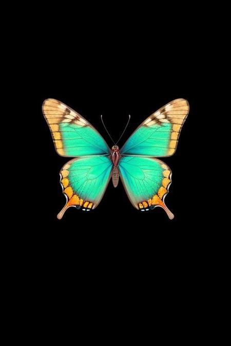 butterfly in a shape of heart