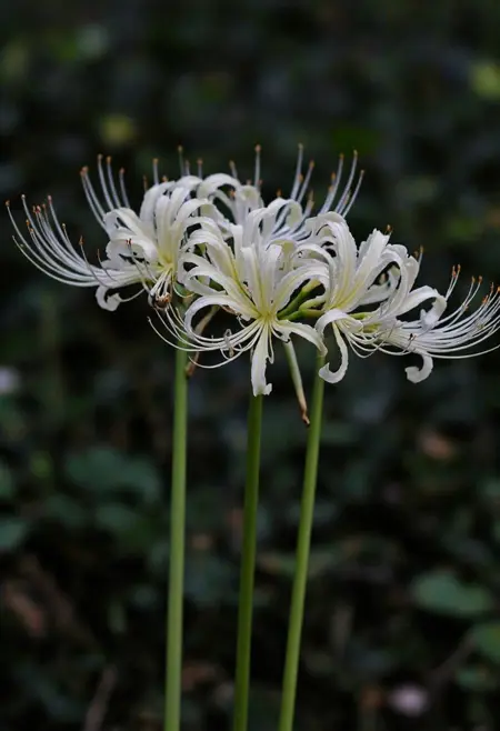 Japanese spider lily