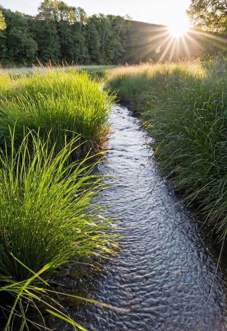 Small grass in the foreground, sun shining, small river flowing in the background