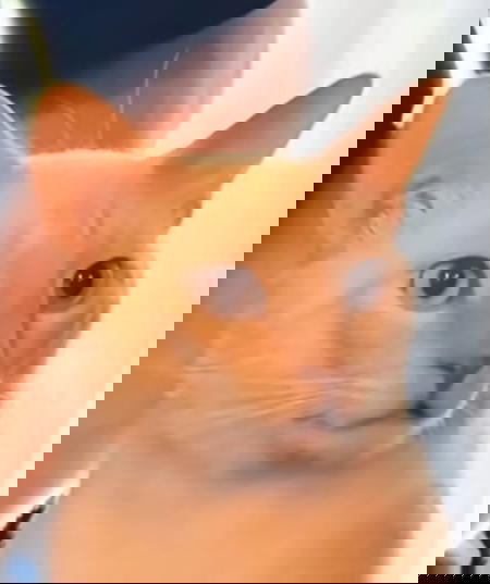 217MBLoRaDODGER's Avatar