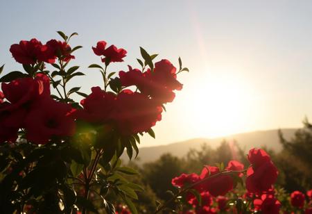 A RED ROSSIN LITING IN SUN COLORS
