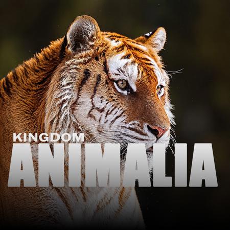 Kingdom Animalia: Custom Animal & Monster Builder V1