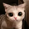 Big_Xiang's Avatar