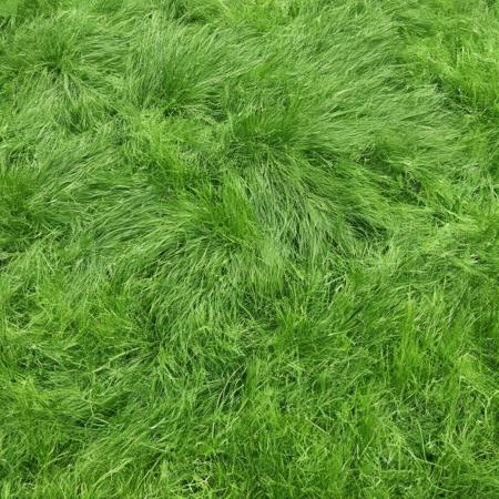 <lora:SDXL_Grass_texture_Sa_May:1> grass