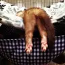 maskedmustelid's Avatar