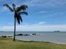 palmtree0615