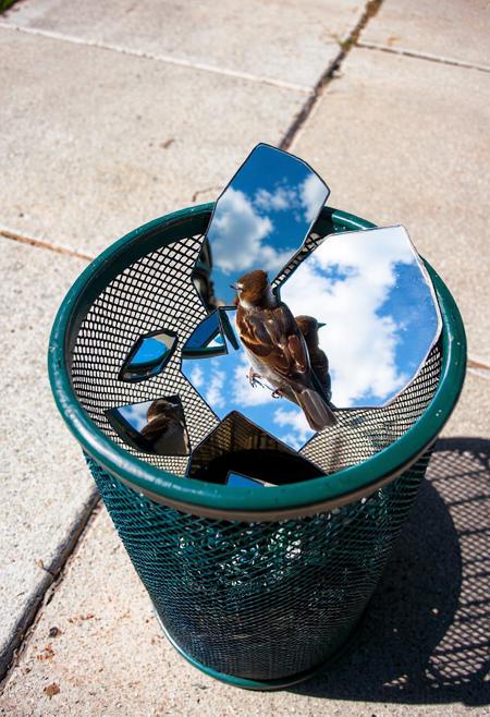 Prompt: A street-level, eye-level shot of a dark green, cylindrical metal mesh trash can sitting on a concrete sidewalk. Inside the trash can, several pieces of a broken mirror reflect a bright blue sky with fluffy white clouds. A small brown sparrow with darker streaks sits perched on the rim of the trash can, looking towards the reflected sky within the mirror shards. The sunlight casts a shadow of the trash can and the bird onto the sidewalk.