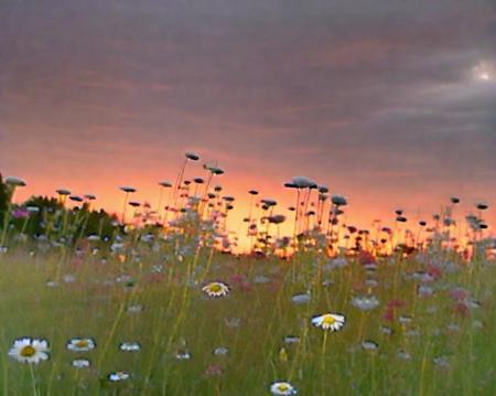 lowfi, flower meadow, sunset, <lora:lowfi-step00015000:1> photo