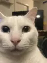 memelord518's Avatar