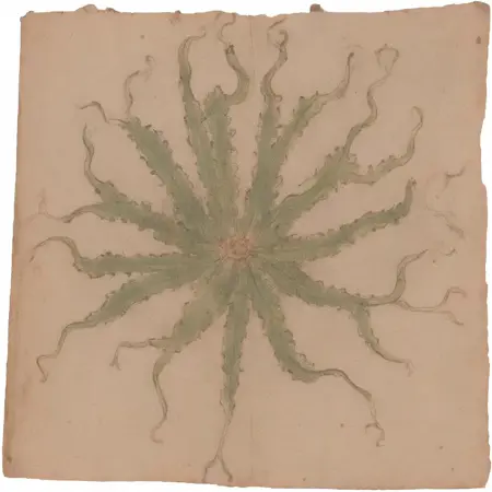 Voynich Manuscript