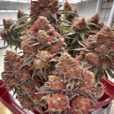 big, (red:1.4) colored cannabis bud flowers, GANnabis,  big bud,  <lora:GANnabis-000009:0.7>