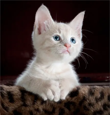 bobby_socks's Avatar